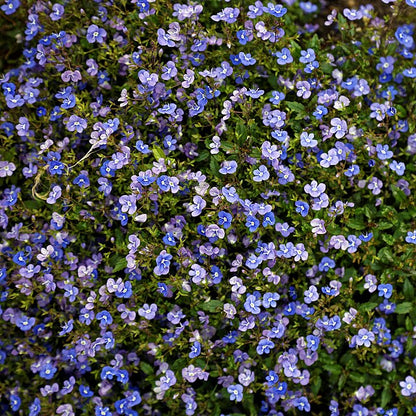 Veronica umbrosa Georgia Blue