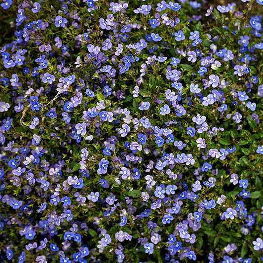 Veronica umbrosa Georgia Blue