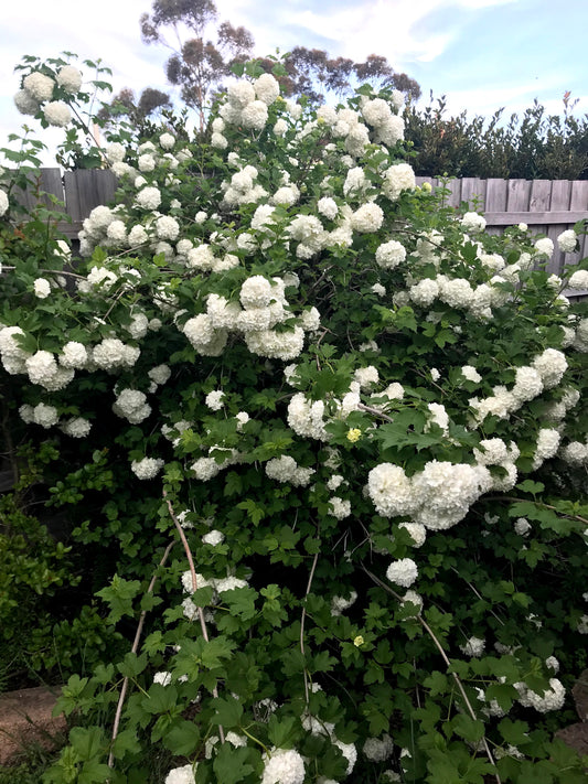 Viburnum opulus Sterile