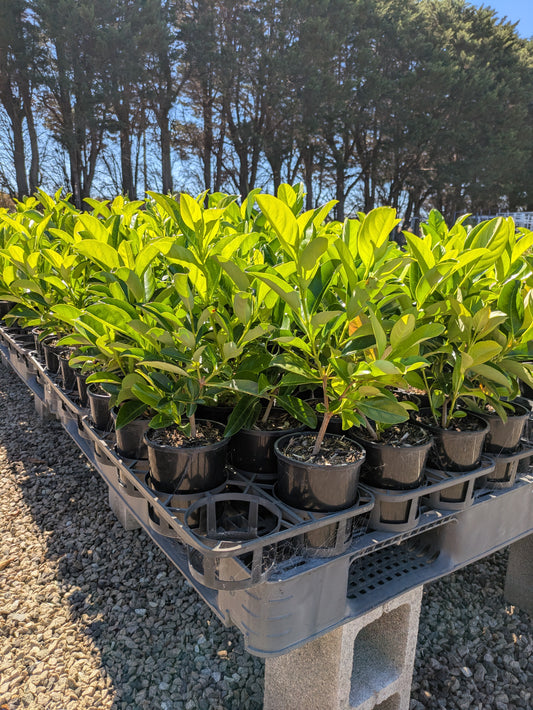 Viburnum odoratissimum 'Quick Fence' pbr