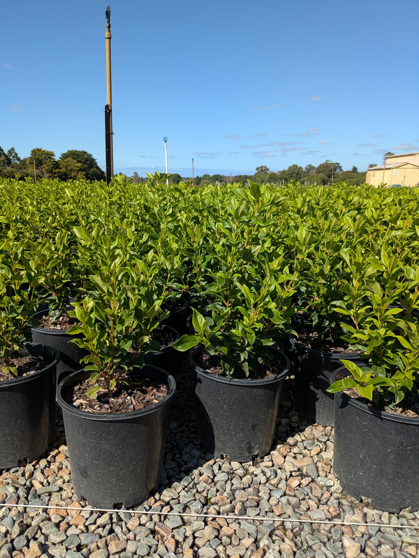 Viburnum tinus