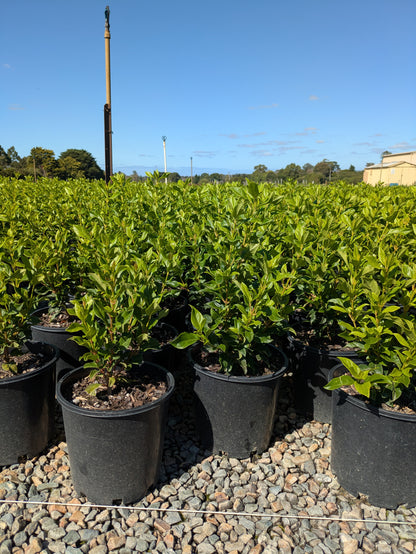 Viburnum tinus