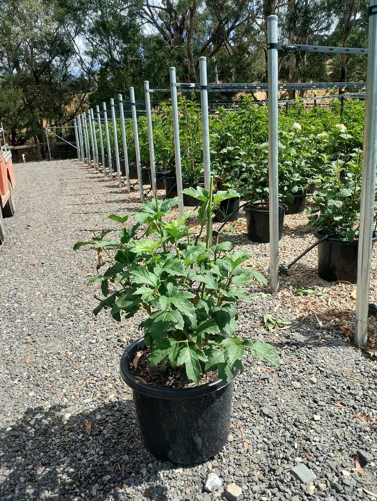 the plant broker
