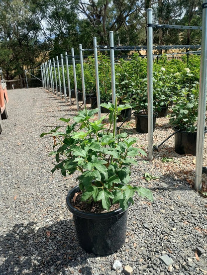 Viburnum opulus Roseum
