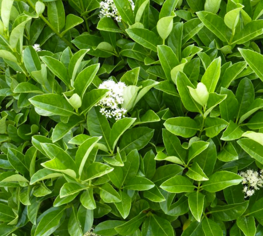 Viburnum odoratissimum