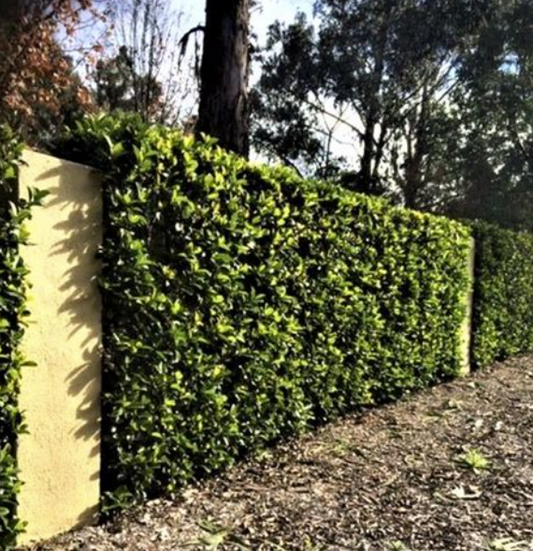 Viburnum odoratissimum (VOC1)  DENSE FENCE™