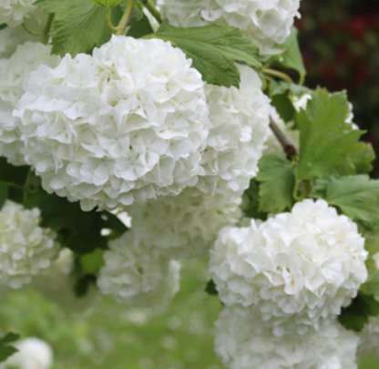 Viburnum opulus Sterile