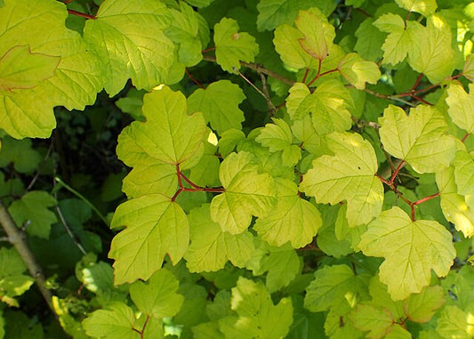 Viburnum opulus Aureum