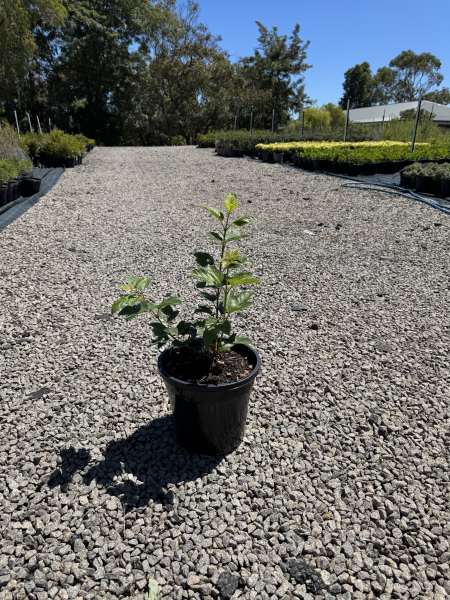 Viburnum opulus Sterile
