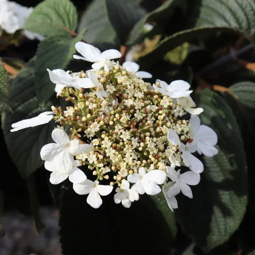 Viburnum plicatum