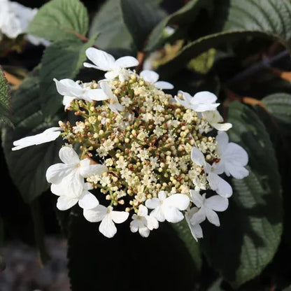 Viburnum plicatum 'Mariesii'