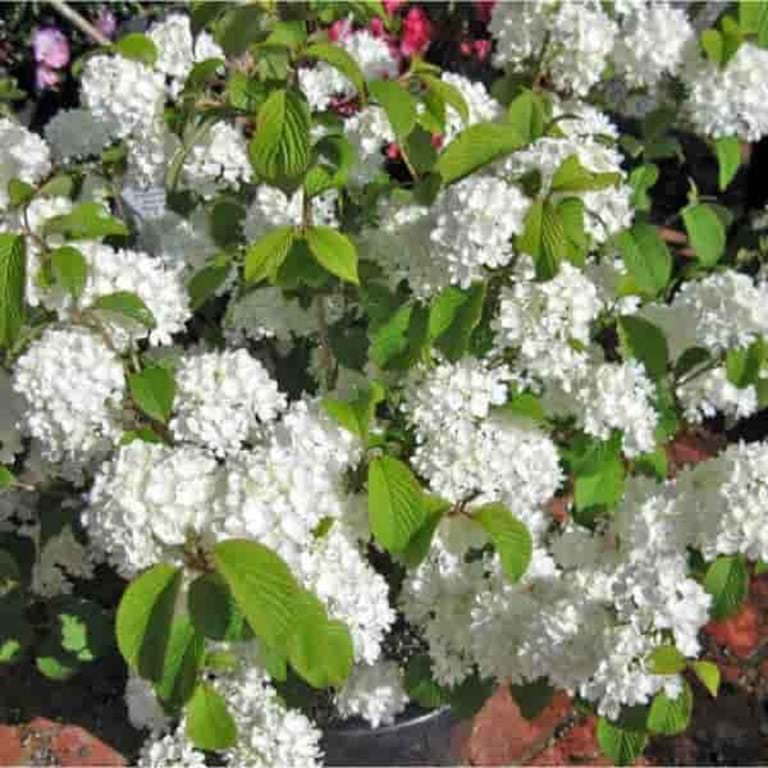 Viburnum plicatum 'Newport' (Newzam)