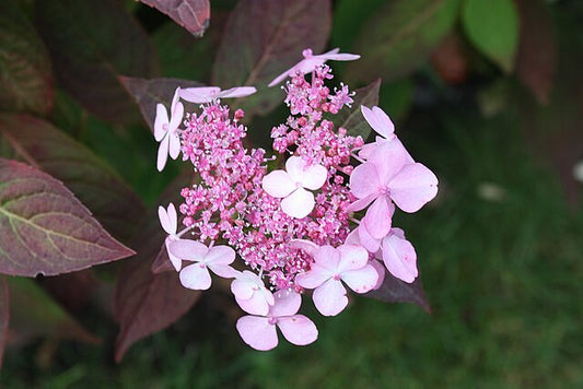 Viburnum plicatum 'Pink Beauty'