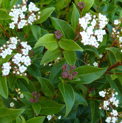 Viburnum tinus