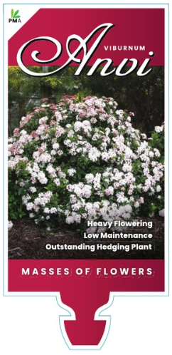 Viburnum tinus Anvi