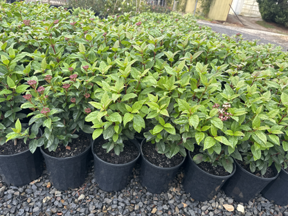 Viburnum tinus Anvi
