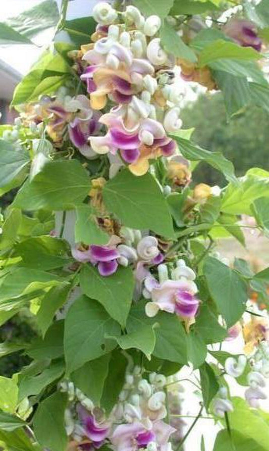 Vigna caracalla (syn. Phaseolus)