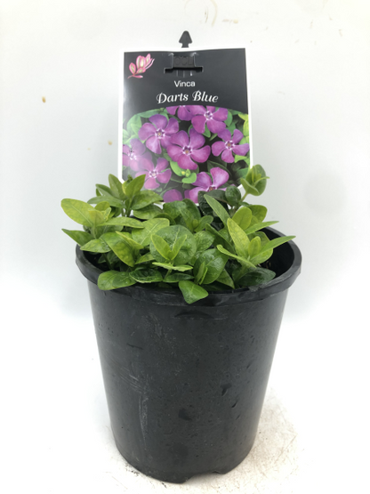 Vinca Minor Darts Blue