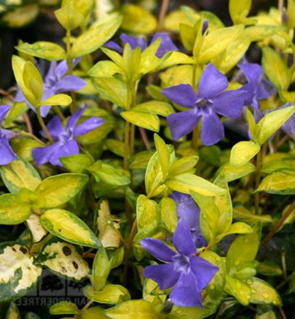 Vinca Minor Illumination