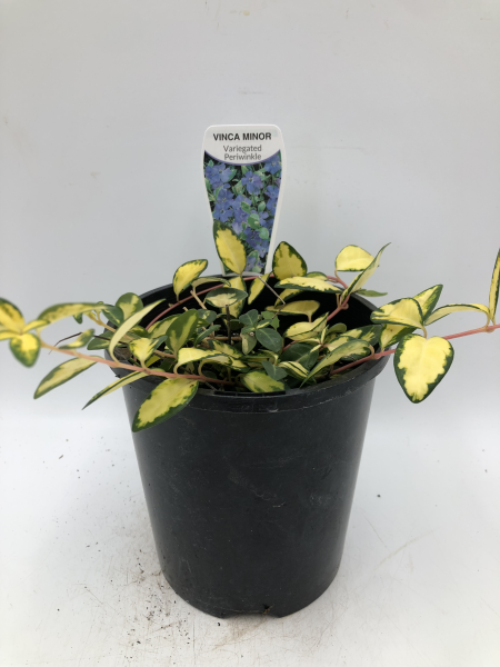 Vinca Minor Illumination