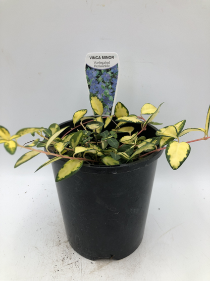 Vinca Minor Illumination