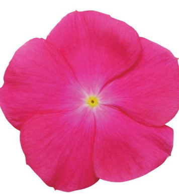 Vinca Titan Rose