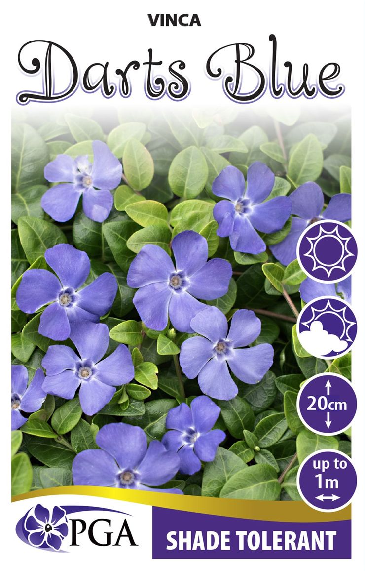 Vinca Minor Darts Blue