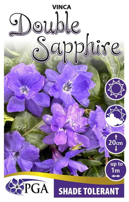 Vinca ‘Double Sapphire’