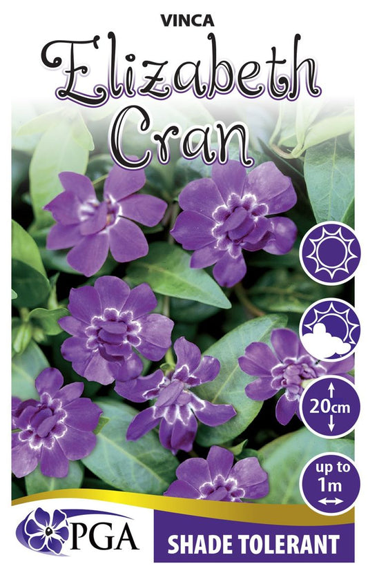 Vinca ‘Elizabeth Cran’