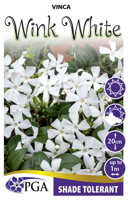 Vinca ‘Wink White’
