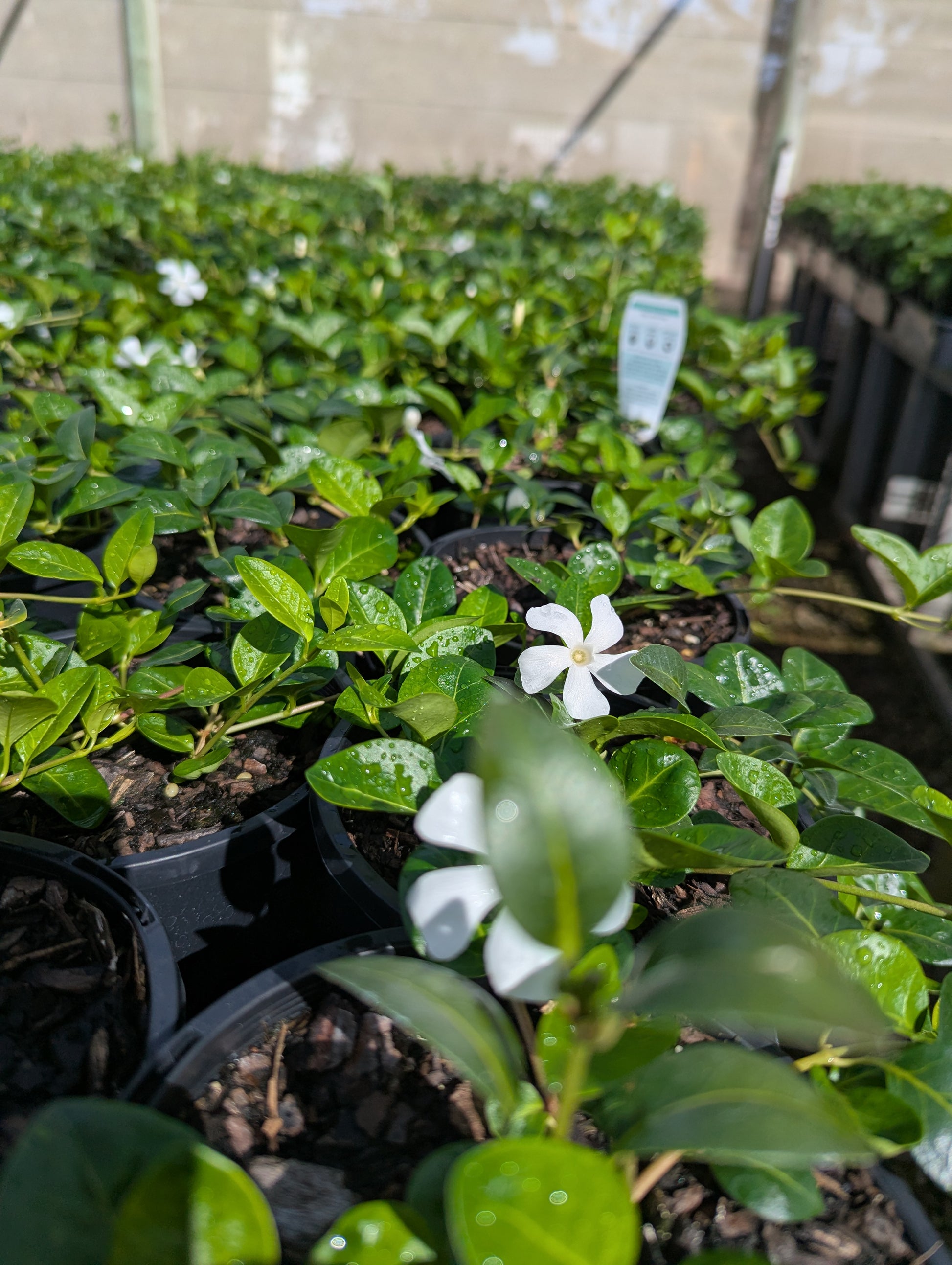 the plant broker