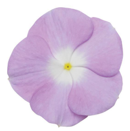 Vinca spp. Lavender