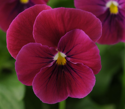 Viola Rose