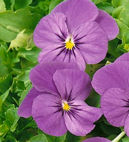 Viola Tinkerbell Blue