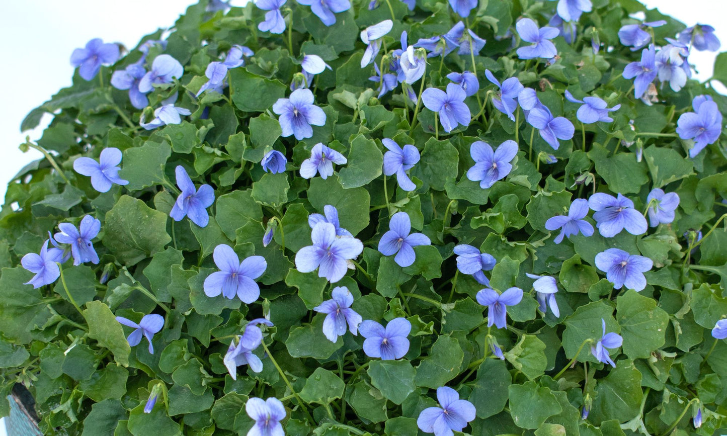 Viola ‘Baby Blue’