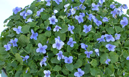 Viola ‘Baby Blue’