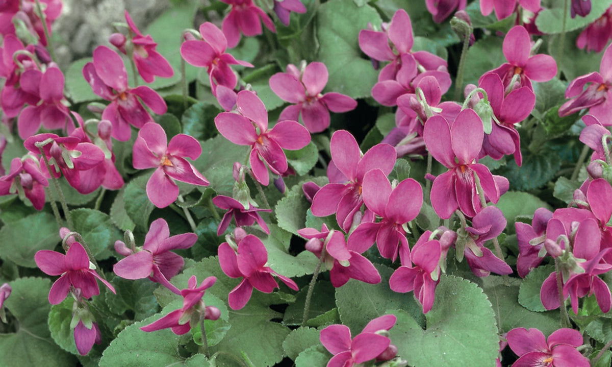 Viola ‘Pink Perfume’