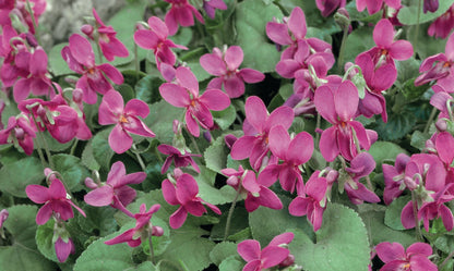 Viola ‘Pink Perfume’