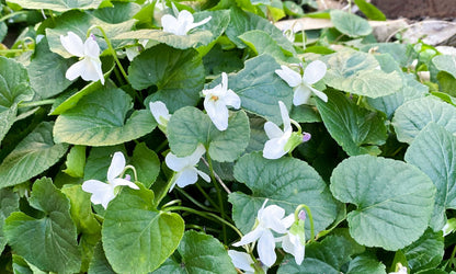 Viola ‘Royal Wedding’
