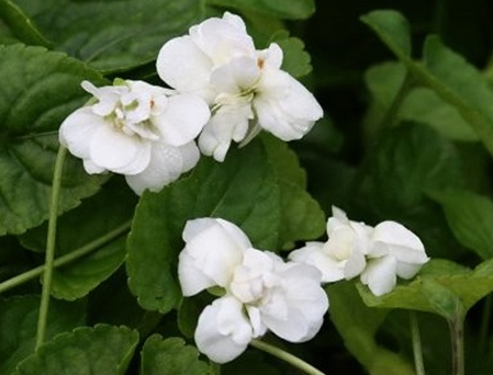 Viola alba Double White