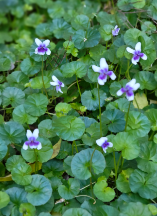 Viola hederacea