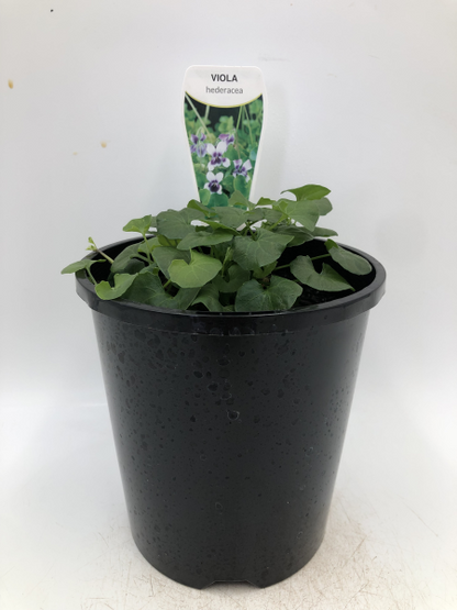 Viola hederacea
