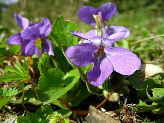 Viola odorata purple