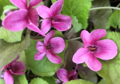 Viola odorata pink