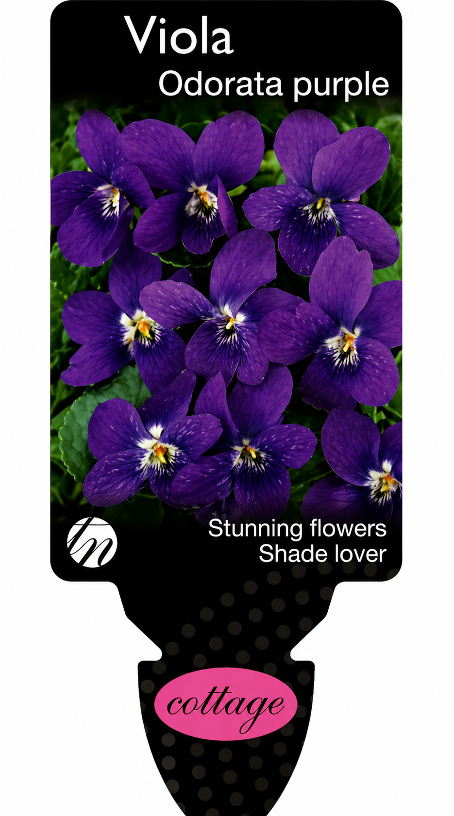 Viola odorata purple