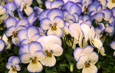 Viola spp. Coconut Swirl