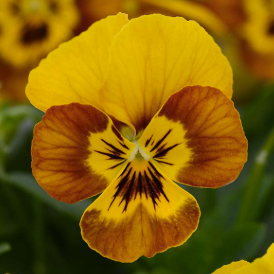 Viola spp. Honey Bees