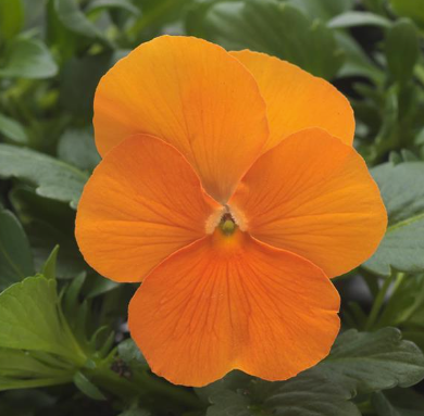 Viola spp. Orange