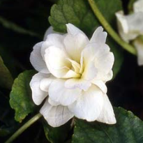 Viola spp. Parma Single White