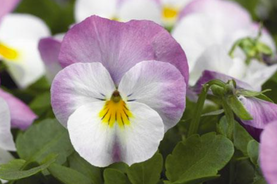 Viola spp. Rose Pink